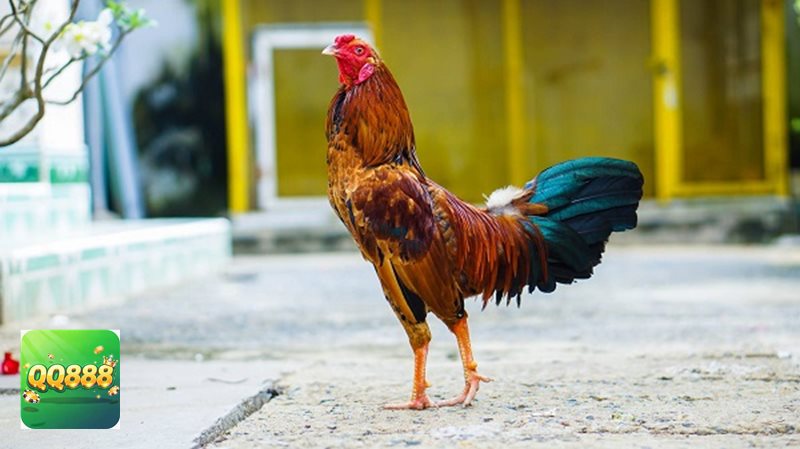 Đá gà đòn - Sức hút đến từ tính đối kháng và chiều sâu chiến thuật Đá gà đòn - Sức hút đến từ tính đối kháng và chiều sâu chiến thuật